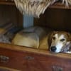 Wanda sucht ein neues Zuhause