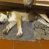 Wanda sucht ein neues Zuhause