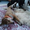 Wanda sucht ein neues Zuhause