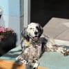 Vermittlungshilfe für Roxy