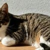 Pandi  verschmuster junger Kater sucht
