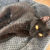 Puma  verschmuste Katze sucht Zuhause