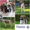 FENNO -sportlich, aufgeweckt & witzig-
