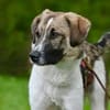 FENNO -sportlich, aufgeweckt & witzig-