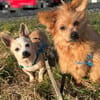 LUCILLE * eine süsse TerrierMixOmi