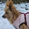 LUCILLE * eine süsse TerrierMixOmi