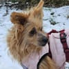 LUCILLE * eine süsse TerrierMixOmi