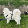 Über Samo ein Traumhund