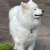 Über Samo ein Traumhund