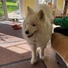 Über Samo ein Traumhund