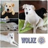 WOLKE * freundlich mit eigenem Köpfchen