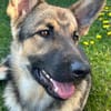 Ares  auf Teamsuche