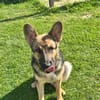 Ares  auf Teamsuche