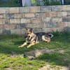 Ares  auf Teamsuche