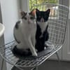Robin & Zefir 2 kleine lustige Clowns