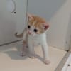MAMBO