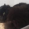MIMI
