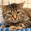 MOMICHAT