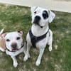 DIABOLO (adoption duo)