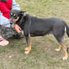 Zarcia