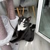 Sully sucht seinen neuen Menschen