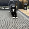 Sully sucht seinen neuen Menschen