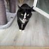 Sully sucht seinen neuen Menschen