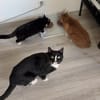 Sully sucht seinen neuen Menschen