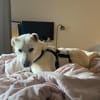 Zuhause gesucht für Elsa!
