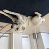 Zuhause gesucht für Elsa!