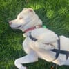 Zuhause gesucht für Elsa!