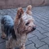 🚨 SOS  DRINGEND PFLEGESTELLE GESUCHT