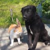 VALERIE - Zuhause gesucht