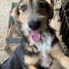 MINNIE - Lebensfreude auf Pfoten