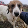 NICA - ganz viel Hund zum lieb haben