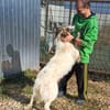 NICA - ganz viel Hund zum lieb haben