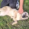 MIRARE - ein Wunder sucht ein Zuhause