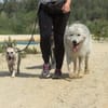 BARNEY sucht SEIN Zuhause!