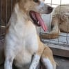 IDEFIX