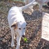 TODDY - großer Hund, großes Herz, große