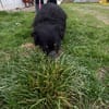 Hazel - verschmust u. lieb