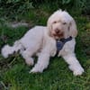 !! LISA sucht zum zweiten Mal !!
