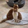 TOM & JERRY - geb. ca. 05/2023