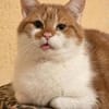 TOM & JERRY - geb. ca. 05/2023