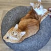 TOM & JERRY - geb. ca. 05/2023