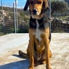 Entspannter Rocky sucht Zuhause