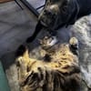 Traumhündin Karma sucht ihr Zuhause