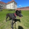 Aktiver und verschmuster Pol sucht dich