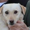 Camaro - verspielter Familienhund