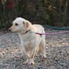 Camaro - verspielter Familienhund